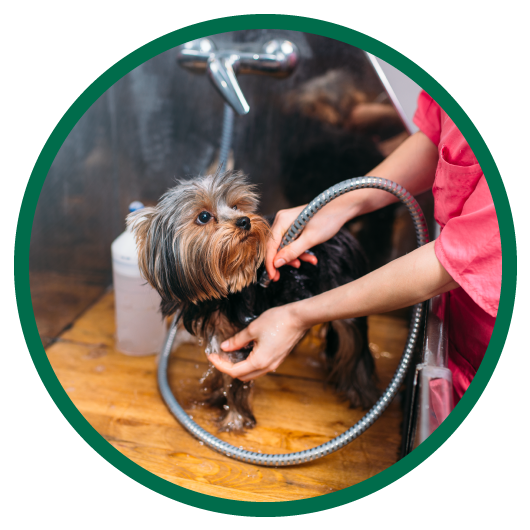 Round image of small dog getting a bath in pet services specialty vehicle