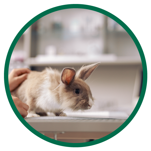 Round image of a bunny on table in pet services specialty vehicle