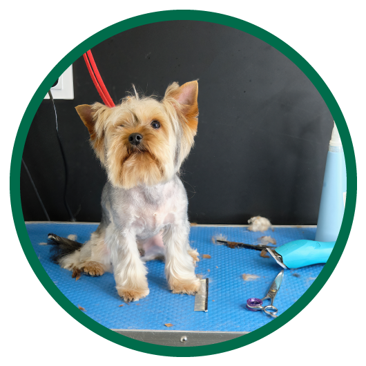 Round image with green outside circle of small brown dog on vet table in pet services specialty vehicle.